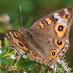 Junonia villida (Meadow Argus) at Yackandandah, VIC - 18 Dec 2023 by KylieWaldon