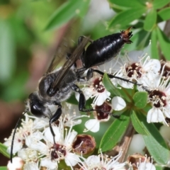 Unverified Flower wasp (Scoliidae or Tiphiidae) - 1 Jan 1900 by KylieWaldon