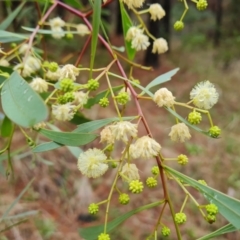 Acacia penninervis var. penninervis (Hickory Wattle) at Isaacs Ridge and Nearby - 20 Dec 2023 by Mike