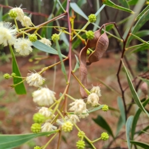 Acacia penninervis var. penninervis at Isaacs Ridge and Nearby - 20 Dec 2023