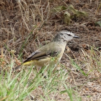 Acanthiza chrysorrhoa (Yellow-rumped Thornbill) at Yackandandah, VIC - 18 Dec 2023 by KylieWaldon