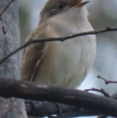 Chrysococcyx basalis (Horsfield's Bronze-Cuckoo) at Symonston, ACT - 19 Dec 2023 by RobParnell