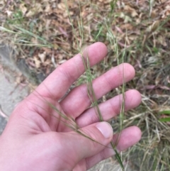 Austrostipa bigeniculata (Kneed Speargrass) at Garran, ACT - 16 Nov 2023 by Tapirlord