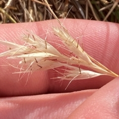 Rytidosperma racemosum var. racemosum at Hughes Garran Woodland - 16 Nov 2023