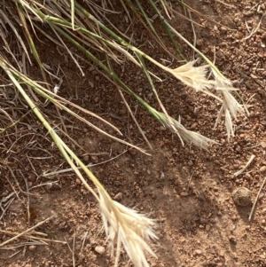 Rytidosperma racemosum var. racemosum at Hughes Garran Woodland - 16 Nov 2023