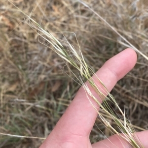 Austrostipa bigeniculata at Hughes Garran Woodland - 16 Nov 2023 05:15 PM