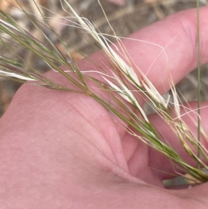 Austrostipa bigeniculata at Hughes Garran Woodland - 16 Nov 2023 05:15 PM