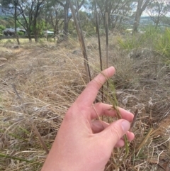 Austrostipa bigeniculata at Hughes Garran Woodland - 16 Nov 2023 05:15 PM