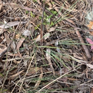 Lomandra bracteata at Red Hill to Yarralumla Creek - 16 Nov 2023 05:13 PM