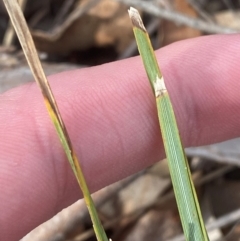 Lomandra bracteata at Red Hill to Yarralumla Creek - 16 Nov 2023