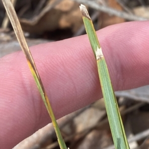 Lomandra bracteata at Red Hill to Yarralumla Creek - 16 Nov 2023