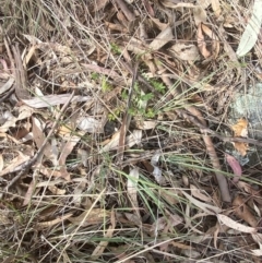 Lomandra bracteata at Red Hill to Yarralumla Creek - 16 Nov 2023 05:13 PM