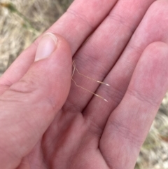 Austrostipa scabra (Corkscrew Grass, Slender Speargrass) at Hughes Garran Woodland - 16 Nov 2023 by Tapirlord