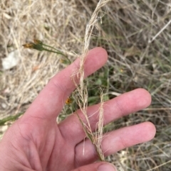 Austrostipa scabra at Hughes Garran Woodland - 16 Nov 2023