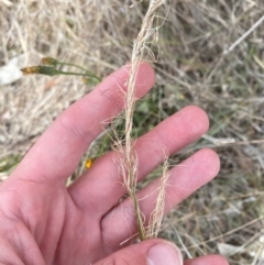 Austrostipa scabra at Hughes Garran Woodland - 16 Nov 2023 05:11 PM