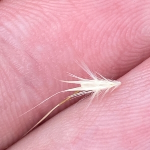 Rytidosperma caespitosum at Red Hill to Yarralumla Creek - 16 Nov 2023