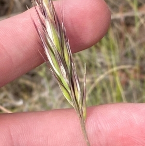 Rytidosperma caespitosum at Red Hill to Yarralumla Creek - 16 Nov 2023