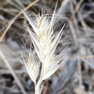 Rytidosperma caespitosum at Red Hill to Yarralumla Creek - 16 Nov 2023