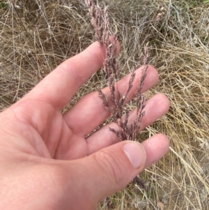 Poa sieberiana var. sieberiana at Red Hill to Yarralumla Creek - 16 Nov 2023