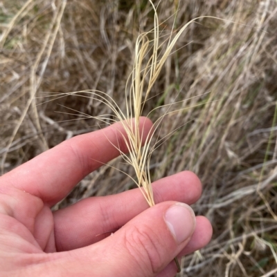 Anthosachne scabra (Common Wheat-grass) at Hughes Garran Woodland - 16 Nov 2023 by Tapirlord