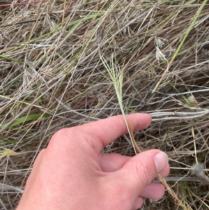 Anthosachne scabra at Red Hill to Yarralumla Creek - 16 Nov 2023