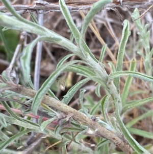 Vittadinia gracilis at Hughes Garran Woodland - 16 Nov 2023