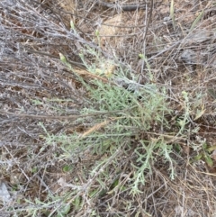 Vittadinia gracilis at Hughes Garran Woodland - 16 Nov 2023