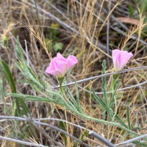 Convolvulus angustissimus subsp. angustissimus at Hughes Garran Woodland - 16 Nov 2023