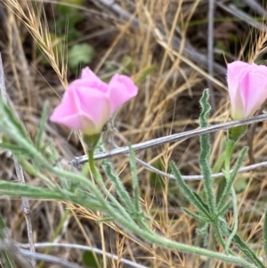 Convolvulus angustissimus subsp. angustissimus at Hughes Garran Woodland - 16 Nov 2023