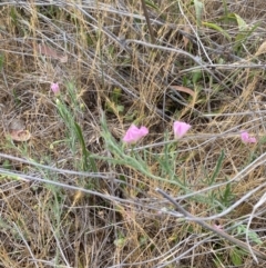 Convolvulus angustissimus subsp. angustissimus at Hughes Garran Woodland - 16 Nov 2023