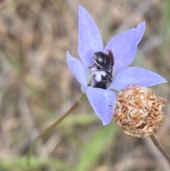 Wahlenbergia capillaris (Tufted Bluebell) at Red Hill to Yarralumla Creek - 16 Nov 2023 by Tapirlord