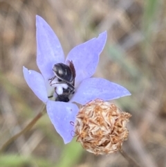 Wahlenbergia capillaris at Hughes Garran Woodland - 16 Nov 2023