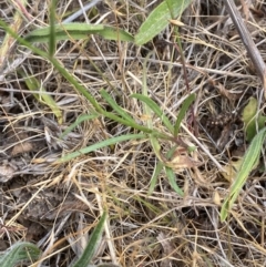 Wahlenbergia capillaris at Hughes Garran Woodland - 16 Nov 2023