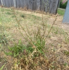 Rumex brownii (Slender Dock) at Hughes Garran Woodland - 16 Nov 2023 by Tapirlord