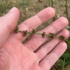 Rumex brownii at Red Hill to Yarralumla Creek - 16 Nov 2023 05:07 PM