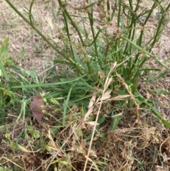 Rumex brownii at Red Hill to Yarralumla Creek - 16 Nov 2023