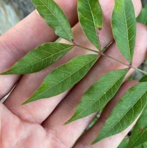 Pistacia chinensis at Red Hill to Yarralumla Creek - 12 Nov 2023