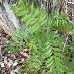 Pistacia chinensis at Red Hill to Yarralumla Creek - 12 Nov 2023