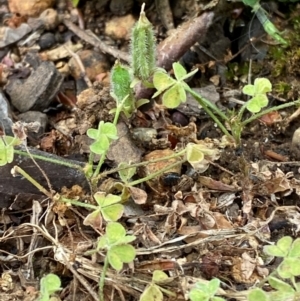 Oxalis thompsoniae at Garran, ACT - 10 Nov 2023