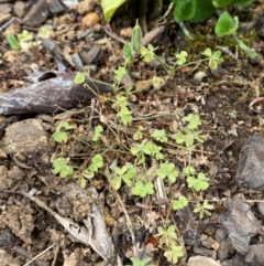 Oxalis thompsoniae at Garran, ACT - 10 Nov 2023