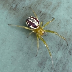 Deliochus pulcher (Beautiful Deliochus spider) at Molonglo River Reserve - 19 Dec 2023 by SteveBorkowskis