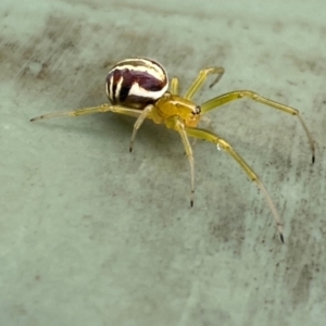 Deliochus pulcher at Molonglo River Reserve - 20 Dec 2023