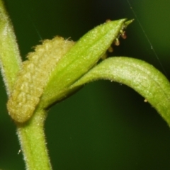 Unidentified Blue or Copper (Lycaenidae) at Sheldon, QLD - 20 Dec 2023 by PJH123