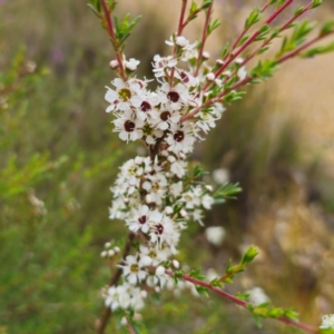 Kunzea ericoides at QPRC LGA - 20 Dec 2023