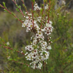 Kunzea ericoides at QPRC LGA - 20 Dec 2023