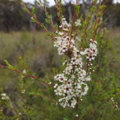 Kunzea ericoides at QPRC LGA - 20 Dec 2023