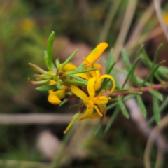 Persoonia chamaepeuce (Dwarf Geebung) at QPRC LGA - 20 Dec 2023 by Csteele4