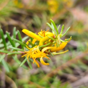 Persoonia chamaepeuce at QPRC LGA - 20 Dec 2023 06:27 PM