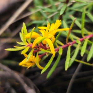 Persoonia chamaepeuce at QPRC LGA - 20 Dec 2023 06:27 PM