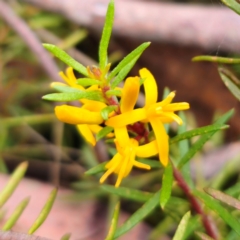 Persoonia chamaepeuce at QPRC LGA - 20 Dec 2023 06:27 PM